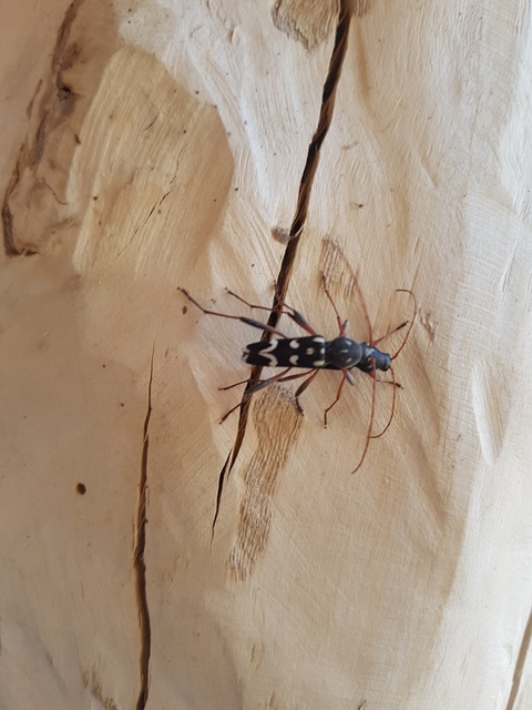 Isotomus speciosus - nyírfa-darázscincér