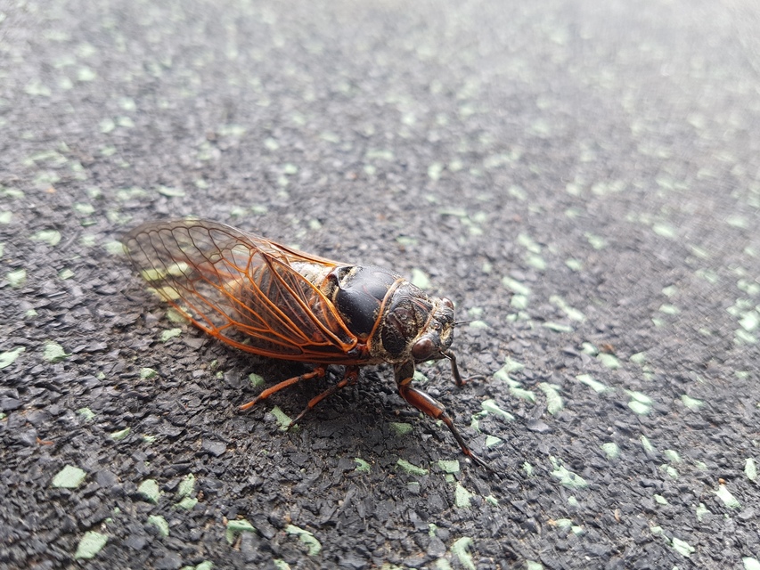 Cicadidae - énekeskabócák