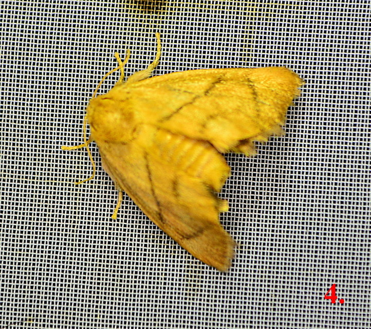 Apoda limacodes - kagylólepke