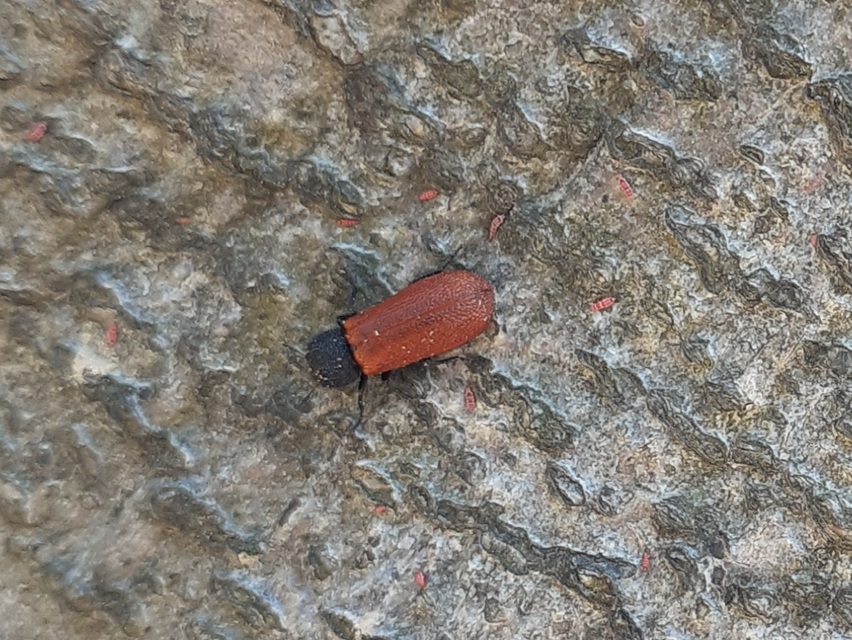 Bostrichus capucinus - piros csuklyásszú