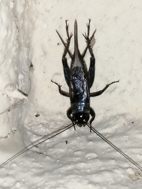 Eumodicogryllus bordigalensis - bordói tücsök