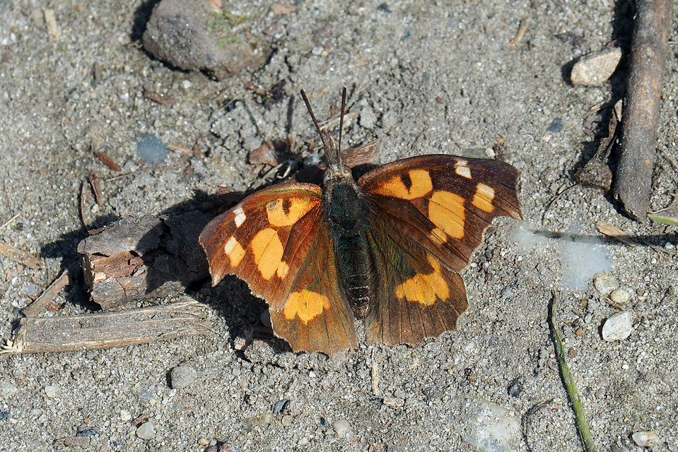 Libythea celtis - csőröslepke