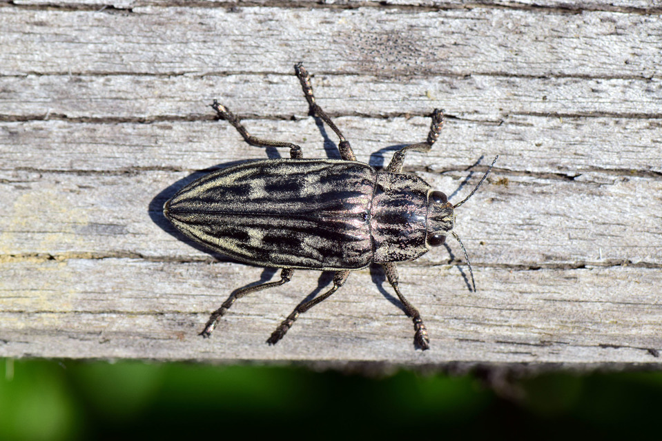 Chalcophora mariana - nagy fenyvesdíszbogár