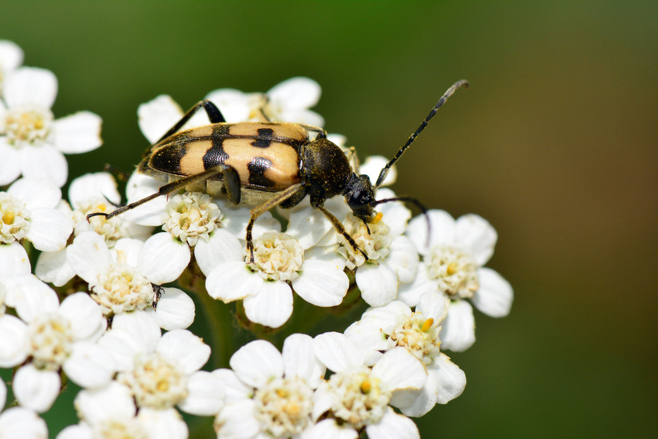 Pachytodes erraticus - rajzos virágcincér