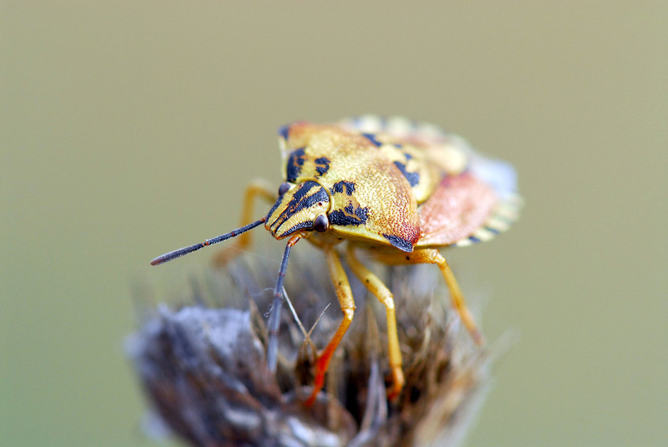 Carpocoris