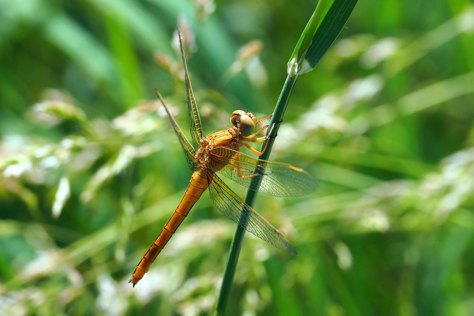 Orthetrum coerulescens - karcsú pásztorszitakötő