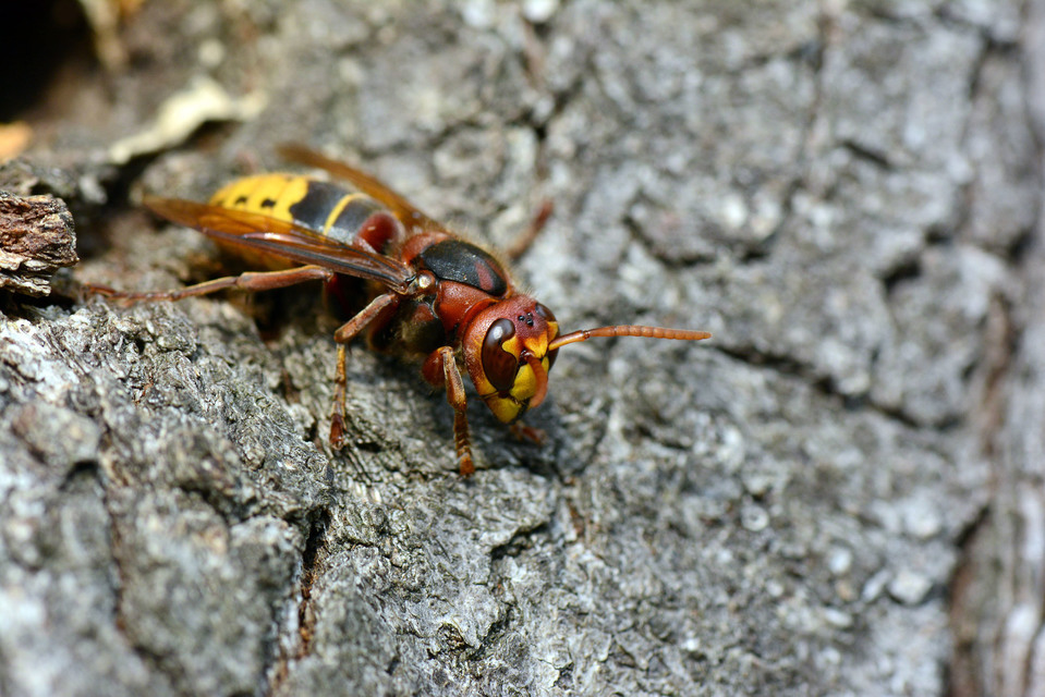 Vespa crabro - lódarázs