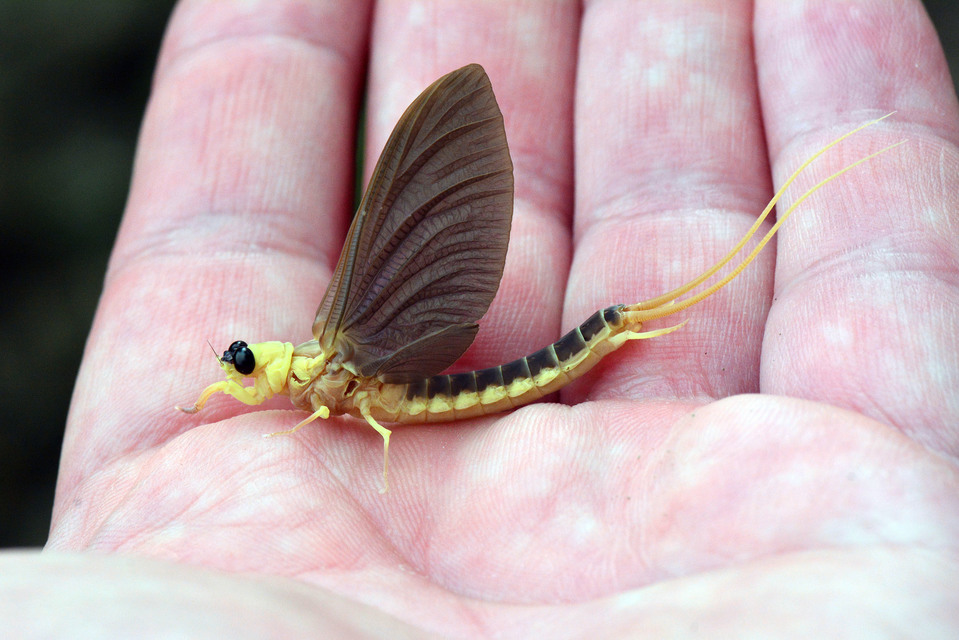 Palingenia longicauda - tiszavirág