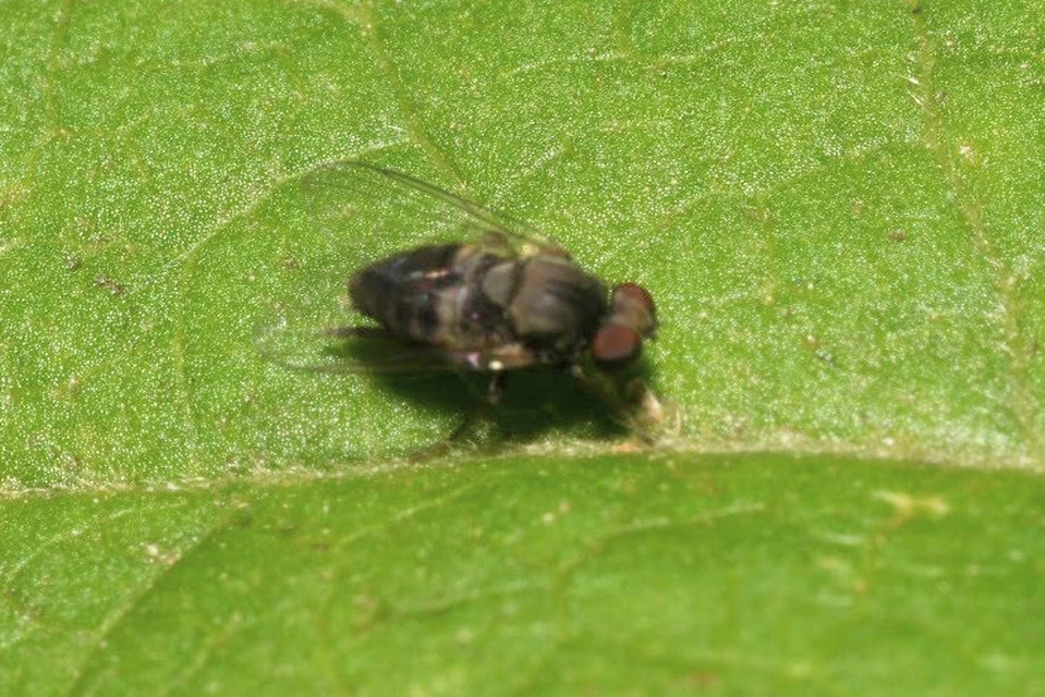 Platypezidae - kormoslegyek