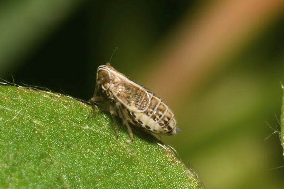 Delphacinae