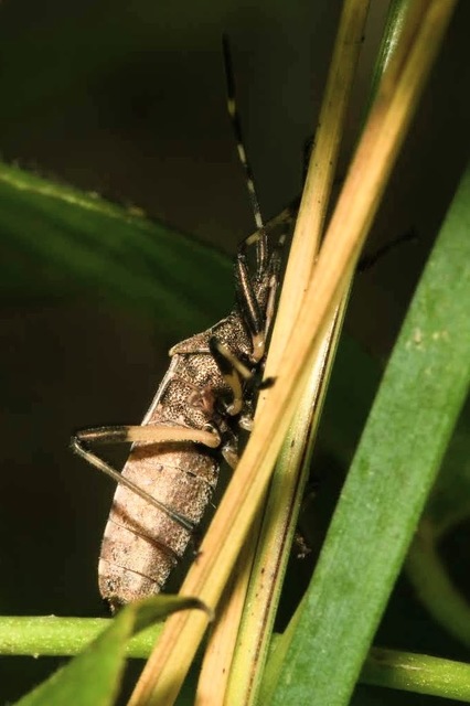 Dicranocephalus albipes - kutyatej-karimáspoloska
