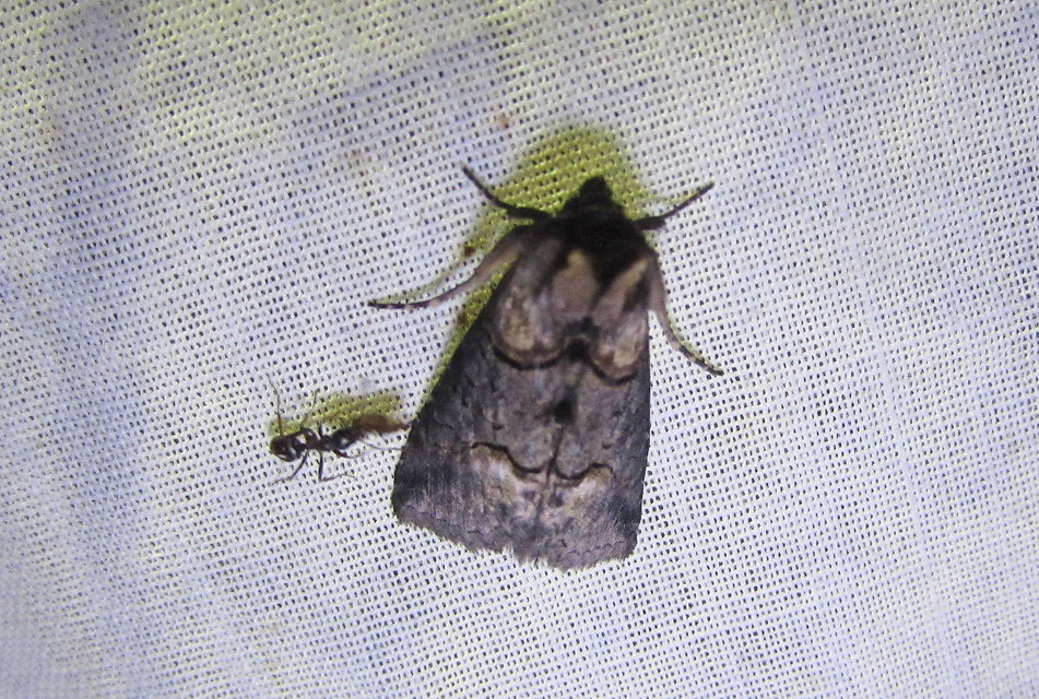 Abrostola triplasia - közönséges csalánbagoly