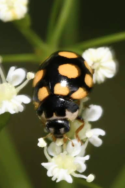 Coccinula quatuordecimpustulata - feketesárga katóka
