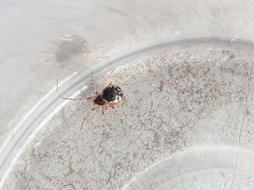 Sardinidion blackwalli
