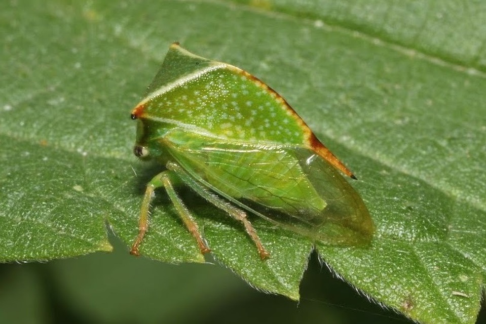 Stictocephala bisonia - bivalykabóca