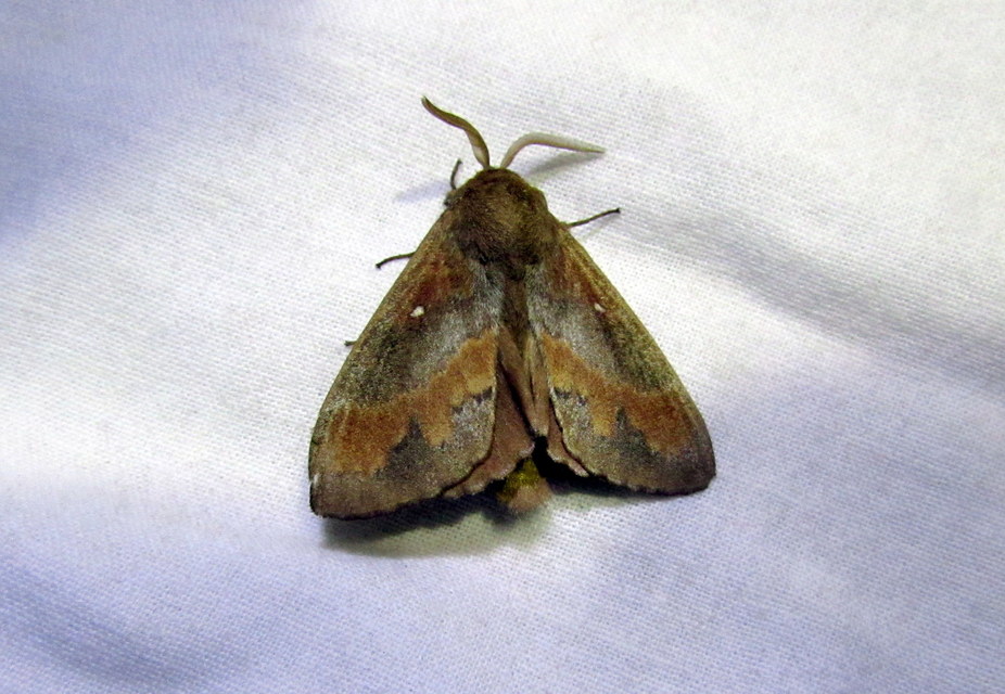 Dendrolimus pini - fenyőpohók