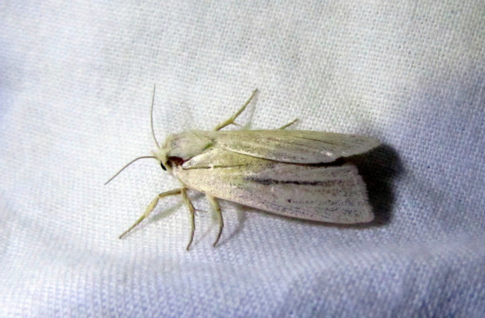 Simyra albovenosa - mocsári lándzsásbagoly Simyra albovenosa - mocsári lándzsásbagoly