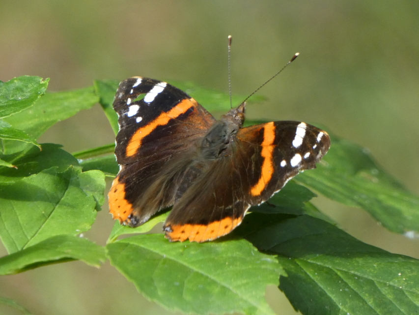Vanessa atalanta - atalantalepke