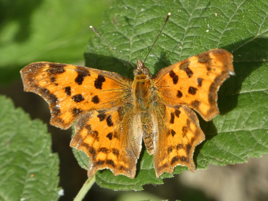 Nymphalis c-album - C-betűs lepke