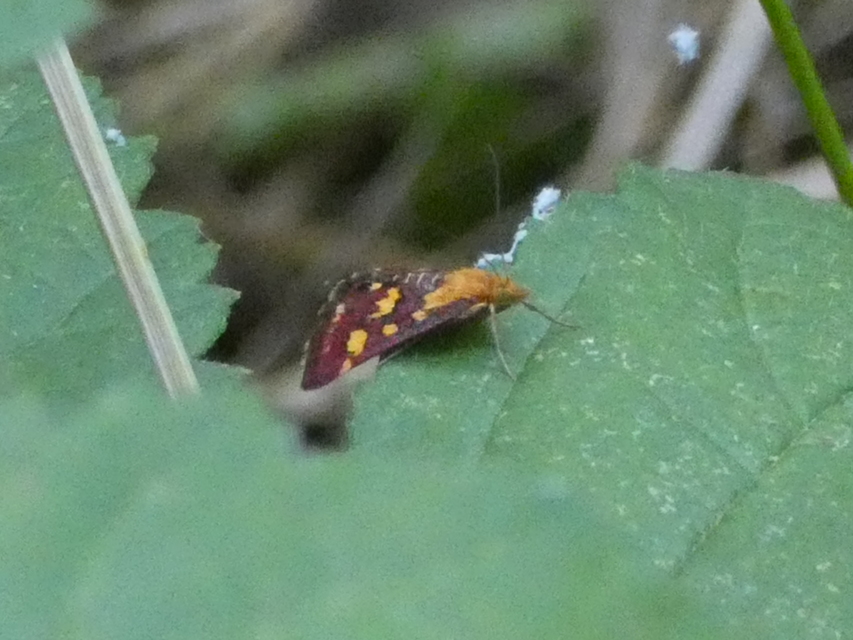 Pyrausta