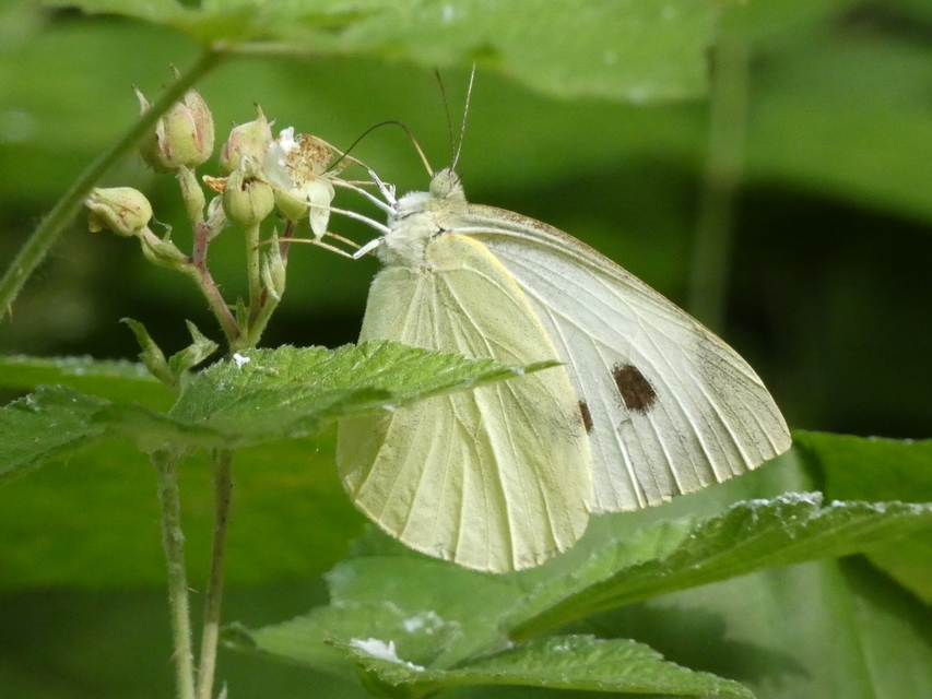Pieris brassicae - káposztalepke
