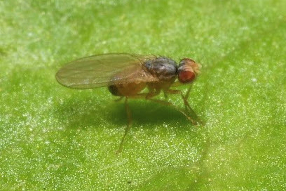 Scaptomyza pallida