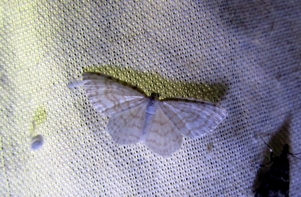 Asthena albulata - gyertyán-fehéraraszoló