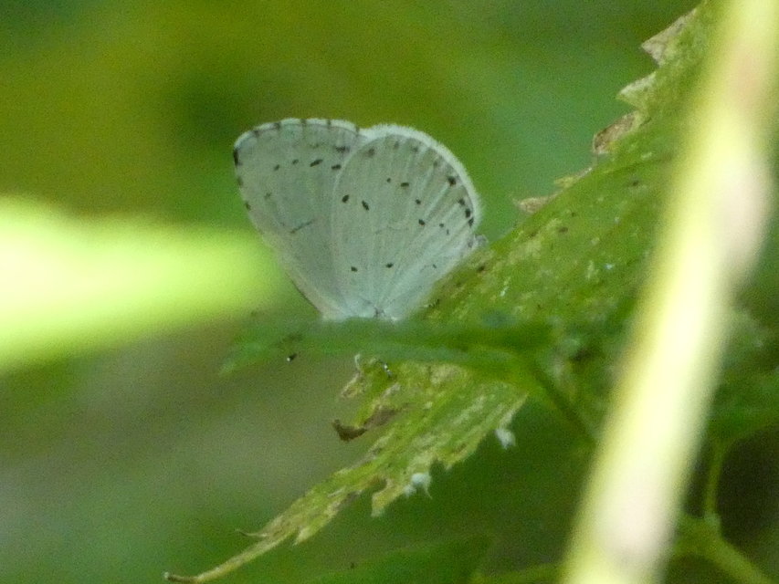 Celastrina argiolus - bengeboglárka