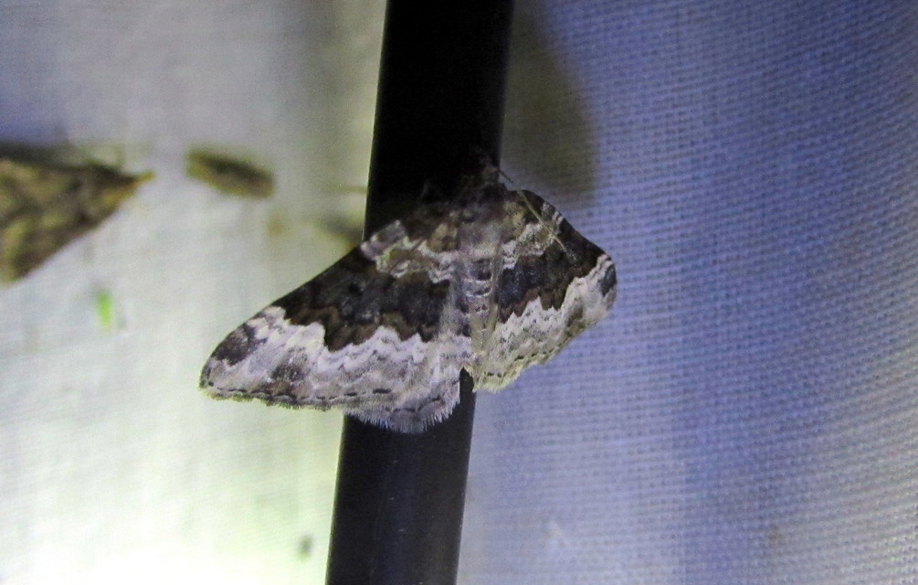 Epirrhoe galiata - sávos galajaraszoló