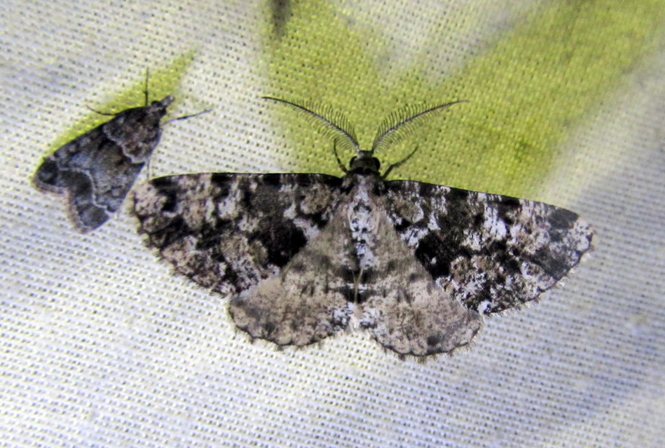 Fagivorina arenaria - bükkfaaraszoló