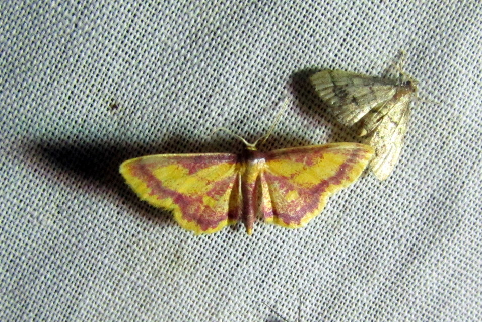 Idaea muricata - mocsári pirosaraszoló Idaea muricata - mocsári pirosaraszoló