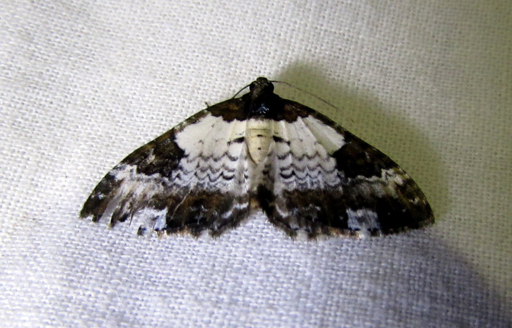 Melanthia procellata - hullámos tarkaaraszoló