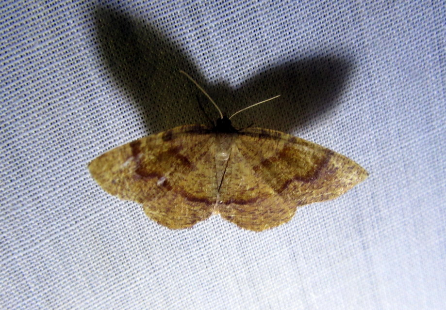 Plagodis pulveraria - szemcsés araszoló