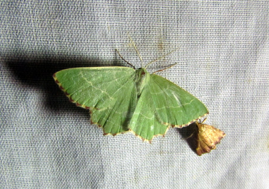 Thalera fimbrialis - csipkésszélű zöldaraszoló