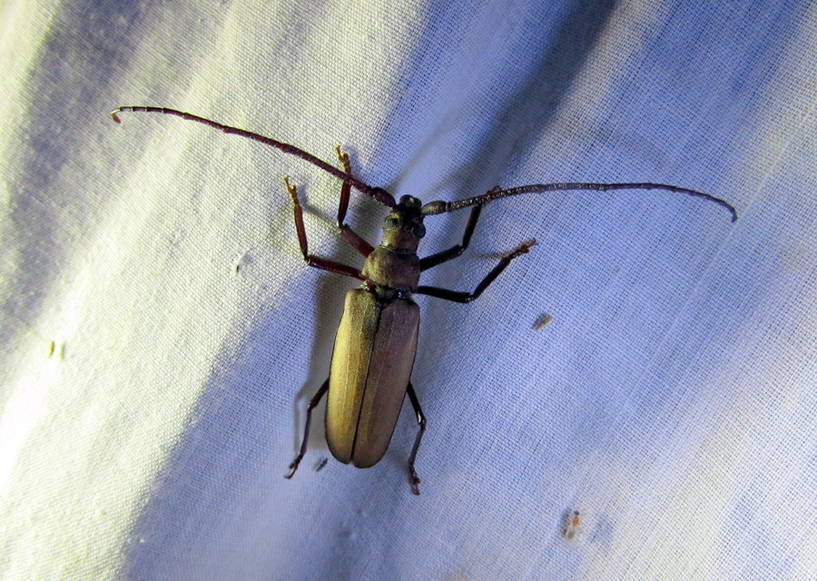 Aegosoma scabricorne - diófacincér