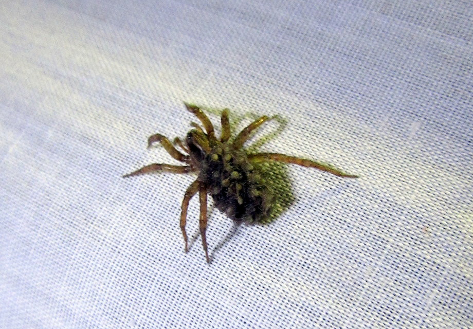 Trochosa
