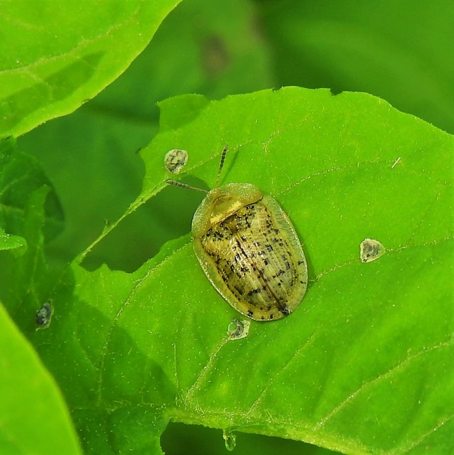 Cassida nebulosa - laboda-pajzsbogár Cassida nebulosa - laboda-pajzsbogár