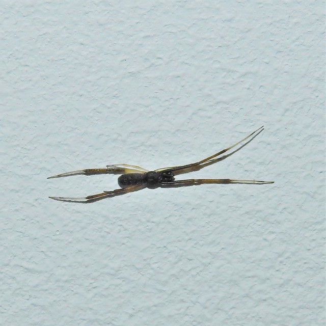 Episinus truncatus - csonka törpepók