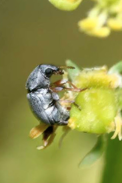 Bruchela rufipes - őszes rezedabogár