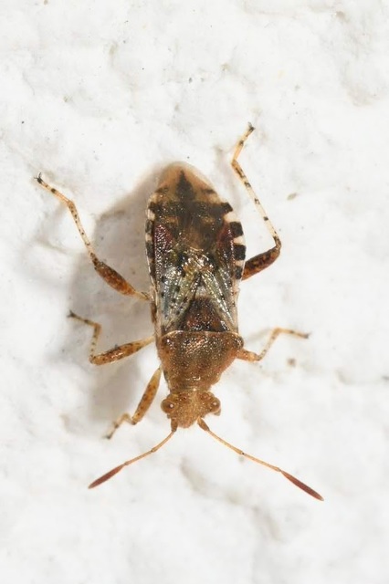 Rhopalus
