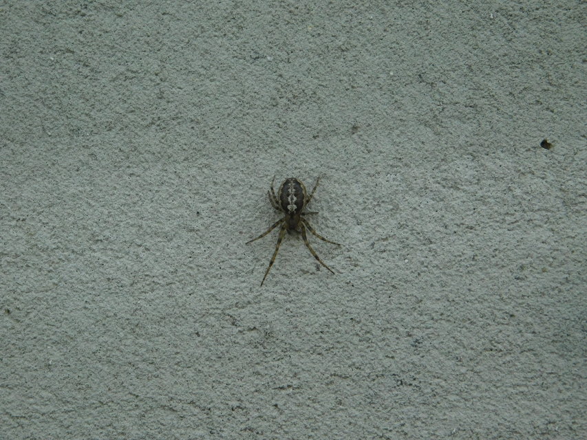 Leviellus