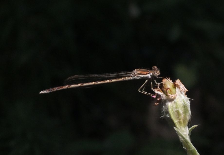 Sympecma fusca - téli rablószitakötő Sympecma fusca - téli rablószitakötő