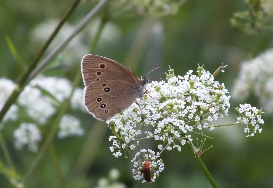 Aphantopus hyperanthus - közönséges ökörszemlepke