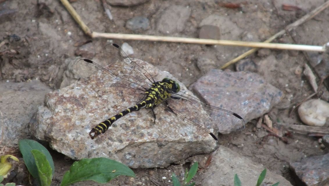 Onychogomphus forcipatus - gyűrűs folyami-szitakötő