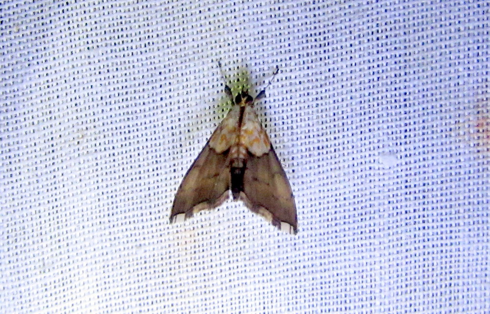 Agrotera nemoralis - ligeti tűzmoly