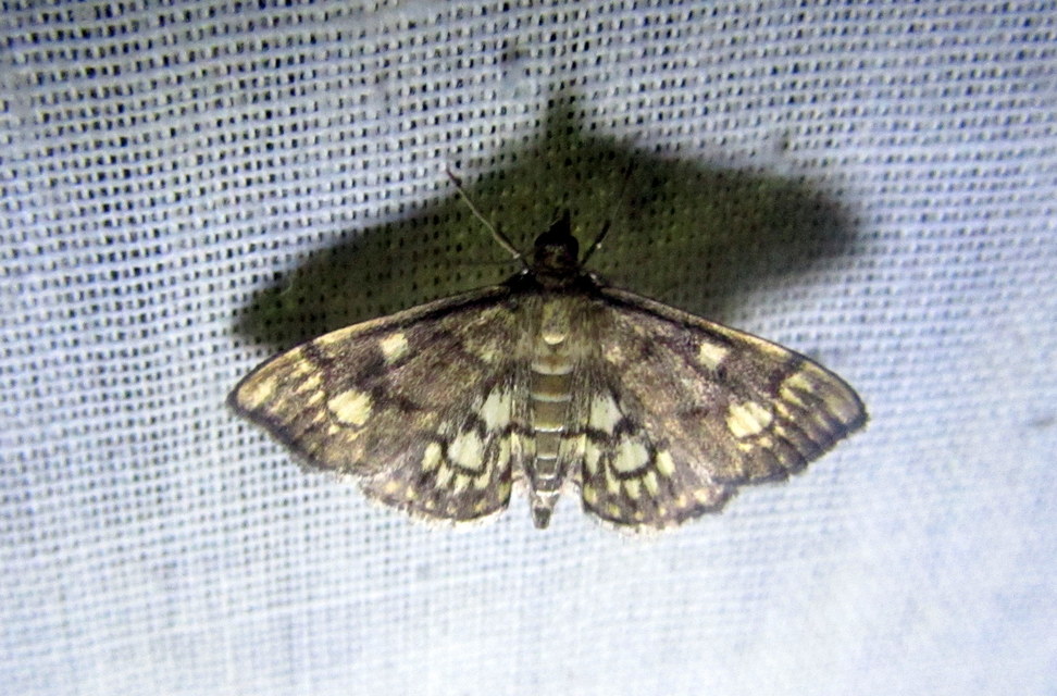 Anania coronata - koronás dudvamoly