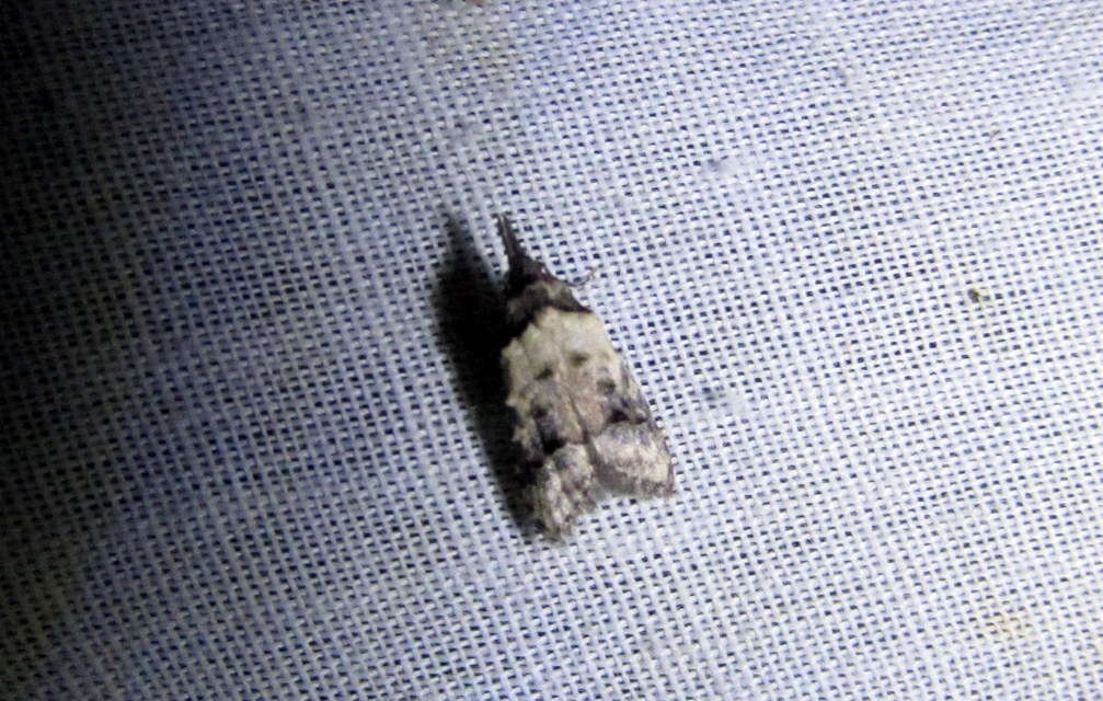 Carposina scirrhosella - közönséges csipkebogyómoly