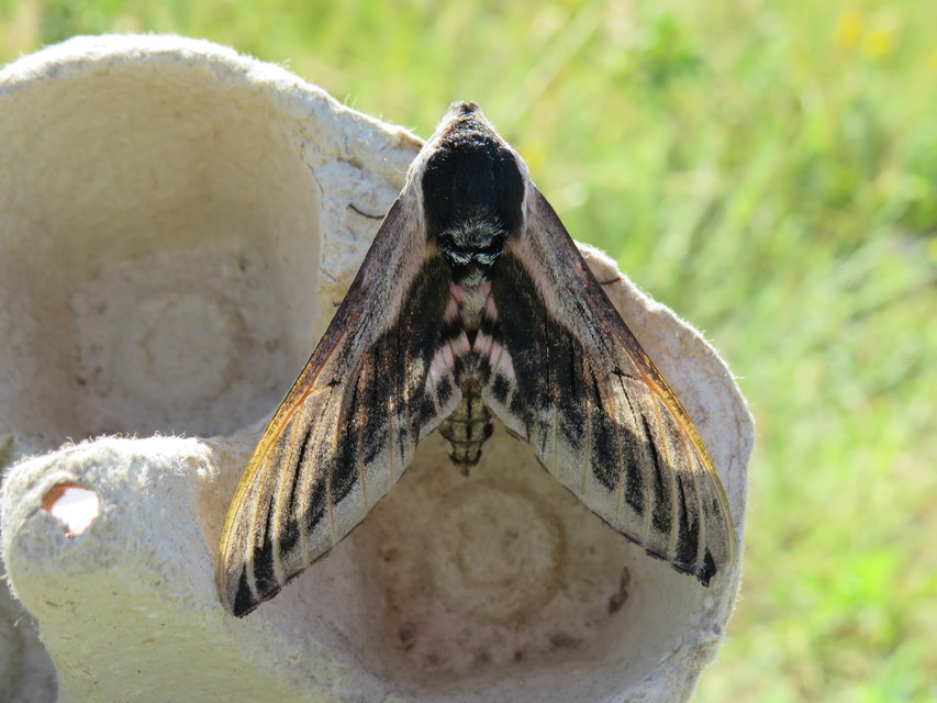 Sphinx ligustri - fagyalszender