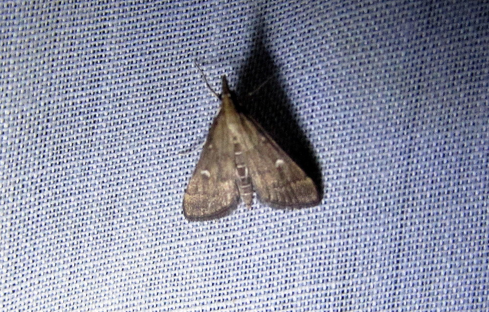 Dolicharthria punctalis - hosszúlábú tűzmoly