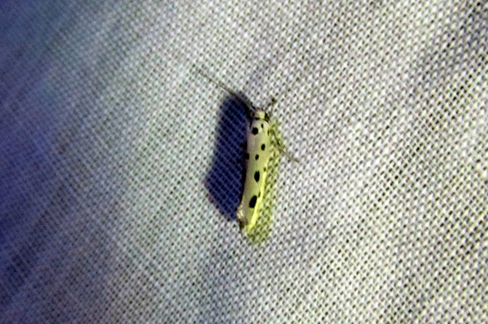 Ethmia dodecea - tízpettyes feketemoly